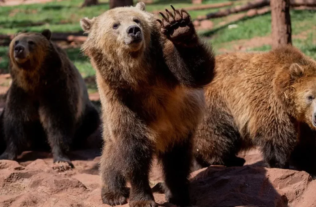 A  well-trained bear weaving hand to visitors in bearizona wildlife park,AZ