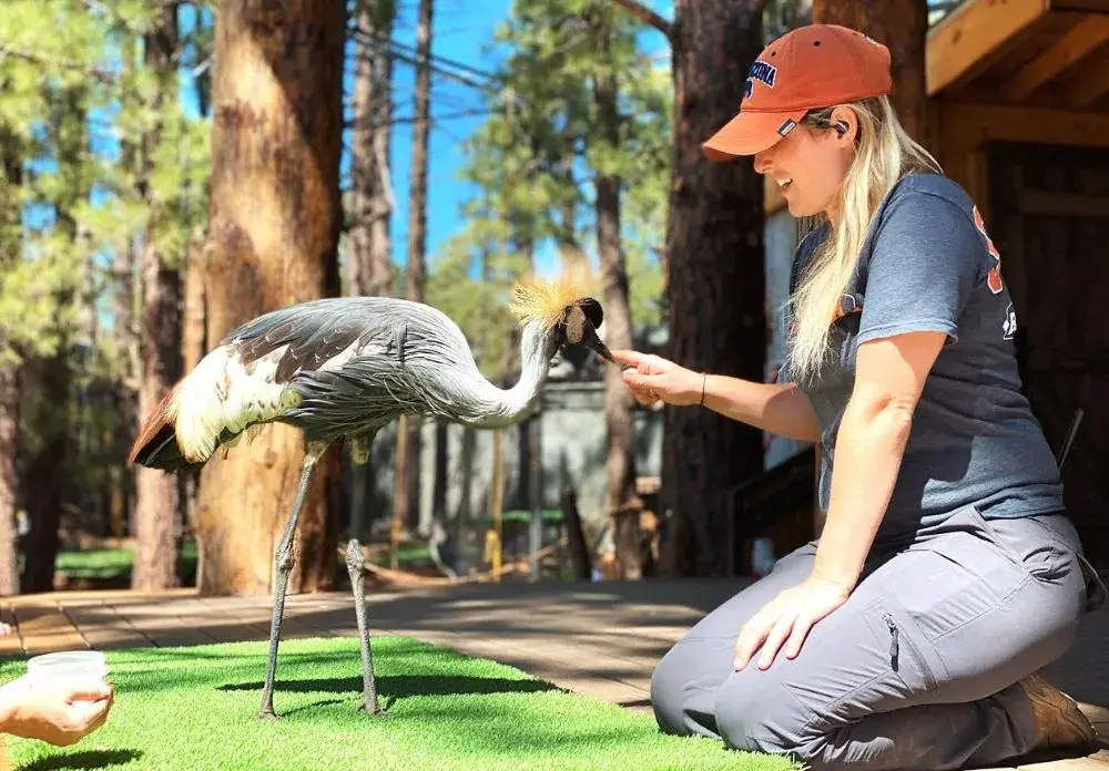 A woman petting and feeding a rare bird in bearizona wildlife park