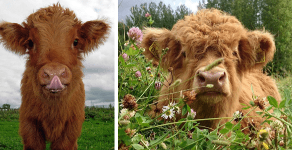 Delight in Your Day with the Unbelievably Cute Chronicles of Baby Cows!